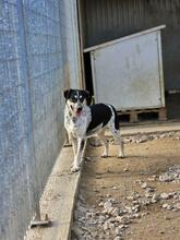 MIG, Hund, Mischlingshund in Italien - Bild 24