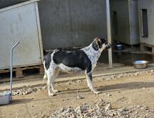 MIG, Hund, Mischlingshund in Italien - Bild 8