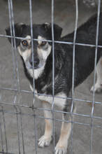 LUNA, Hund, Mischlingshund in Rumänien - Bild 4