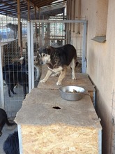 LUNA, Hund, Mischlingshund in Rumänien - Bild 6