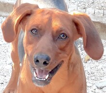 HOGAN3, Hund, Mischlingshund in Zypern - Bild 1