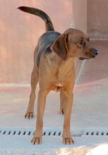 HOGAN3, Hund, Mischlingshund in Zypern - Bild 2