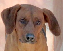 HOGAN3, Hund, Mischlingshund in Zypern - Bild 4