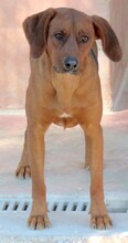 HOGAN3, Hund, Mischlingshund in Zypern - Bild 5