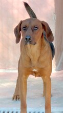 HOGAN3, Hund, Mischlingshund in Zypern - Bild 6