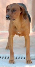 HOGAN3, Hund, Mischlingshund in Zypern - Bild 7