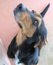 JACK6, Hund, Mischlingshund in Zypern - Bild 2