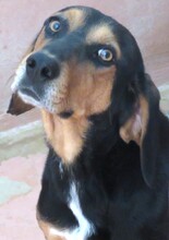 JACK6, Hund, Mischlingshund in Zypern - Bild 4