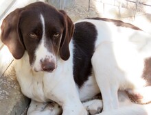 LUPO, Hund, Beagle-Mix in Zypern - Bild 2