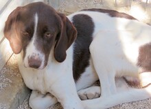LUPO, Hund, Beagle-Mix in Zypern - Bild 4