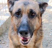 MAVERICK2, Hund, Deutscher Schäferhund-Mix in Zypern - Bild 1