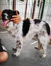 ANNO, Hund, Mischlingshund in Rumänien - Bild 1