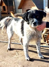 ANNO, Hund, Mischlingshund in Rumänien - Bild 11