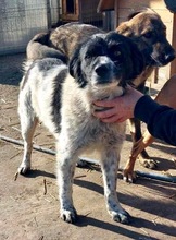 ANNO, Hund, Mischlingshund in Rumänien - Bild 14