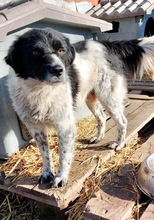 ANNO, Hund, Mischlingshund in Rumänien - Bild 16