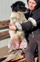 ANNO, Hund, Mischlingshund in Rumänien - Bild 18