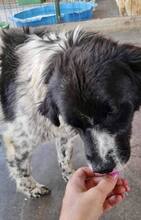 ANNO, Hund, Mischlingshund in Rumänien - Bild 2