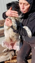 ANNO, Hund, Mischlingshund in Rumänien - Bild 21