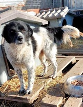 ANNO, Hund, Mischlingshund in Rumänien - Bild 23