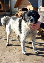 ANNO, Hund, Mischlingshund in Rumänien - Bild 26