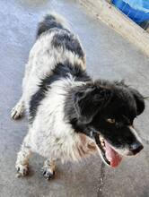 ANNO, Hund, Mischlingshund in Rumänien - Bild 27