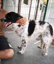 ANNO, Hund, Mischlingshund in Rumänien - Bild 29