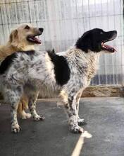 ANNO, Hund, Mischlingshund in Rumänien - Bild 3