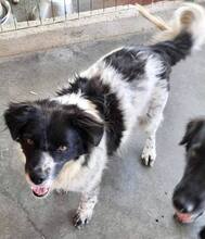 ANNO, Hund, Mischlingshund in Rumänien - Bild 4