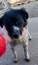 ANNO, Hund, Mischlingshund in Rumänien - Bild 5