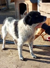 ANNO, Hund, Mischlingshund in Rumänien - Bild 8