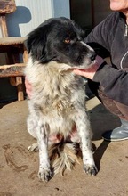 ANNO, Hund, Mischlingshund in Rumänien - Bild 9
