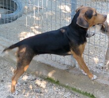 LISA3, Hund, Mischlingshund in Zypern - Bild 5