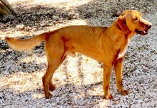 IAN, Hund, Mischlingshund in Zypern - Bild 2