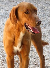 IAN, Hund, Mischlingshund in Zypern - Bild 4