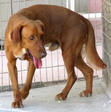 IAN, Hund, Mischlingshund in Zypern - Bild 5