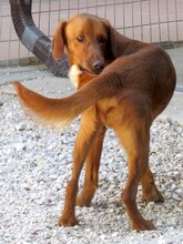 IAN, Hund, Mischlingshund in Zypern - Bild 7