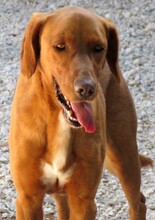 IAN, Hund, Mischlingshund in Zypern - Bild 8