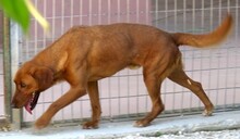 IAN, Hund, Mischlingshund in Zypern - Bild 9