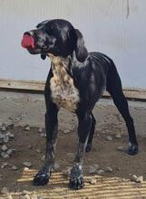 MORETTINA, Hund, Mischlingshund in Bonn - Bild 11