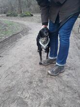 MORETTINA, Hund, Mischlingshund in Bonn - Bild 28