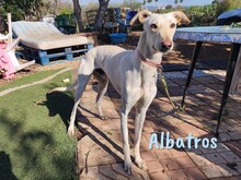 ALBATROS, Hund, Galgo Español in Spanien - Bild 2
