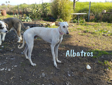 ALBATROS, Hund, Galgo Español in Spanien - Bild 4