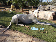 ALBATROS, Hund, Galgo Español in Spanien - Bild 5