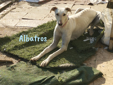 ALBATROS, Hund, Galgo Español in Spanien - Bild 6