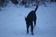 JUNA, Hund, Mischlingshund in Grebenhain - Bild 11
