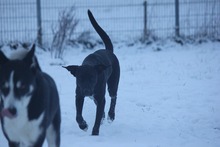 JUNA, Hund, Mischlingshund in Grebenhain - Bild 14