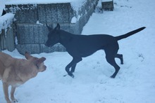 JUNA, Hund, Mischlingshund in Grebenhain - Bild 15
