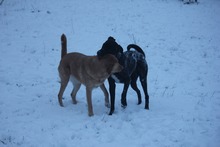 JUNA, Hund, Mischlingshund in Grebenhain - Bild 16