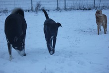 JUNA, Hund, Mischlingshund in Grebenhain - Bild 17