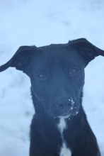 JUNA, Hund, Mischlingshund in Grebenhain - Bild 18